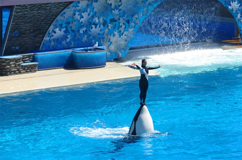 Sea World Sea World